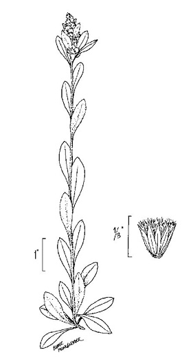 image of Gamochaeta chionesthes, White-cloaked Cudweed, Snow-white Everlasting