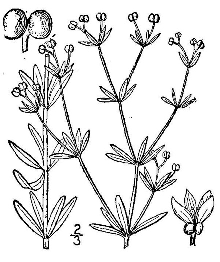 image of Galium tinctorium +, Stiff Marsh Bedstraw, Dye Bedstraw, Three-lobed Bedstraw