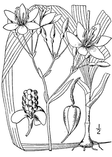 image of Iris domestica, Blackberry-lily, Leopard-lily