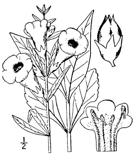 Aureolaria levigata, Appalachian Oak-leach, Smooth False Foxglove, Entireleaf Yellow False Foxglove