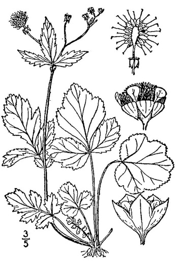 image of Geum vernum, Spring Avens, Heartleaf Avens