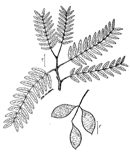 image of Gleditsia aquatica, Water Locust