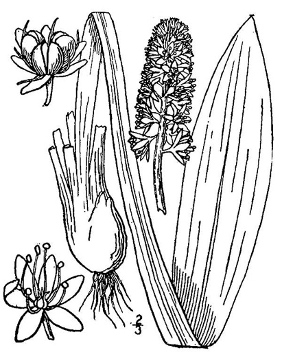 image of Helonias bullata, Swamp Pink