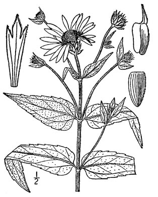 image of Helianthus divaricatus, Woodland Sunflower, Spreading Sunflower