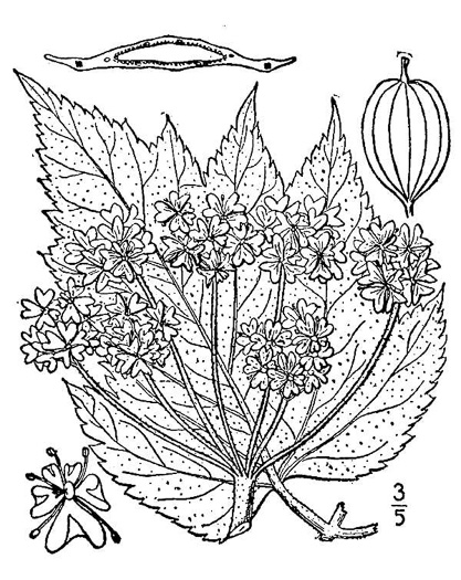 image of Heracleum maximum, Cow-parsnip, American Hogweed, Masterwort