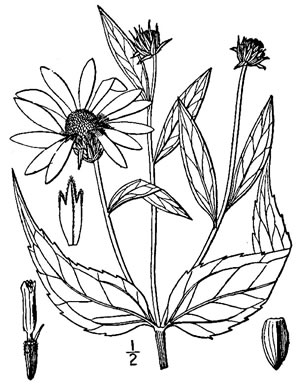 image of Helianthus strumosus, Roughleaf Sunflower, Paleleaf Woodland Sunflower, Paleleaf Sunflower