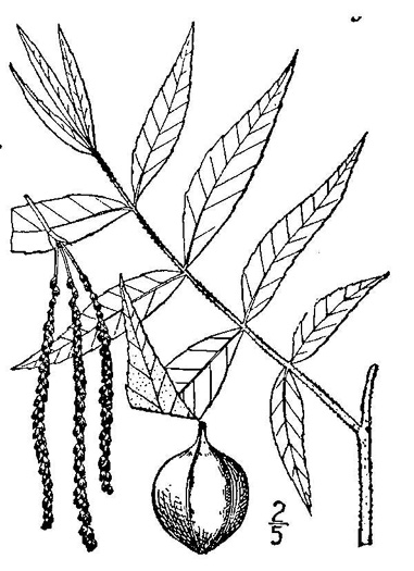 image of Carya aquatica, Water Hickory, Bitter Pecan