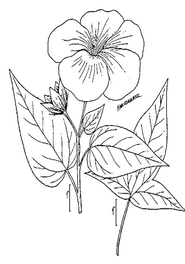 image of Hibiscus laevis, Halberdleaf Rosemallow, Rose Hibiscus, Smooth Rosemallow, Showy Hibiscus