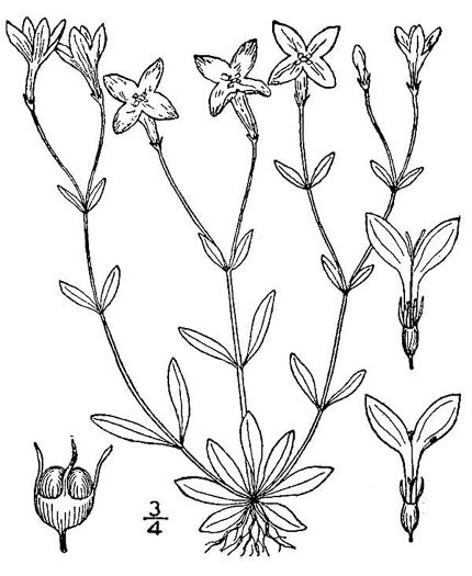 image of Houstonia caerulea, Quaker Ladies, Common Bluet, Innocence, Azure Bluet