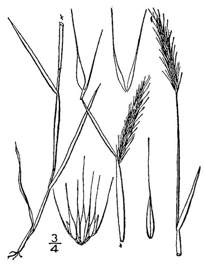 image of Hordeum pusillum, Little Barley