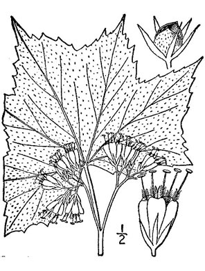 image of Hydrophyllum canadense, Mapleleaf Waterleaf, Broadleaf Waterleaf, Canada Waterleaf, Bluntleaf Waterleaf