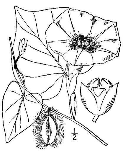 image of Ipomoea pandurata, Manroot, Wild Potato Vine, Man-of-the-earth, Wild Sweet Potato