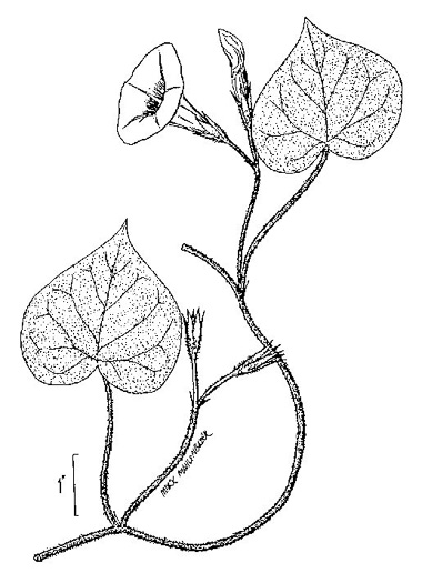 image of Ipomoea purpurea, Common Morning Glory