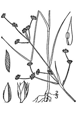 image of Juncus acuminatus, Tapertip Rush, Sharp-fruited Rush