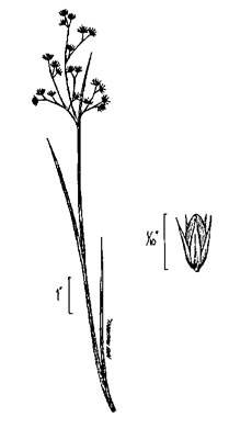 image of Juncus acuminatus, Tapertip Rush, Sharp-fruited Rush