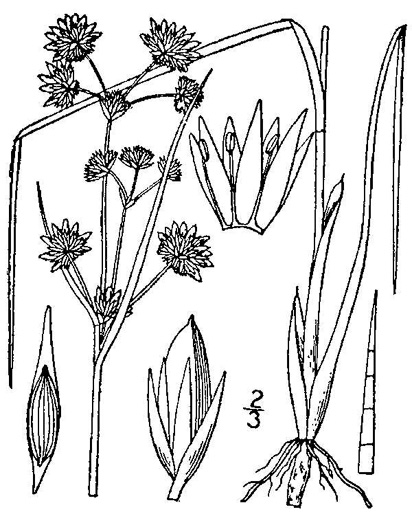 image of Juncus canadensis, Canadian Rush