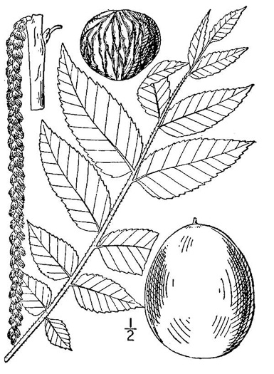 image of Juglans nigra, Black Walnut