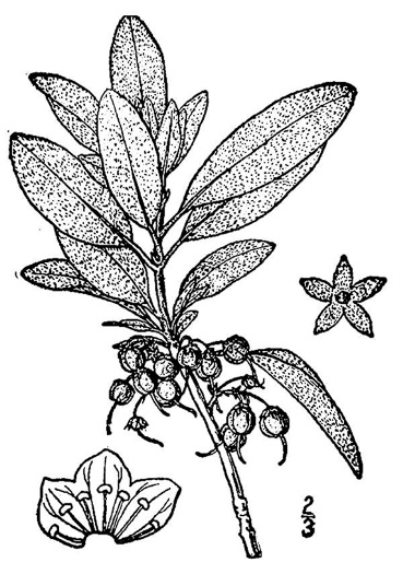 drawing of Kalmia carolina, Southern Sheepkill, Carolina Wicky, Carolina Sheep Laurel, Carolina Bog Myrtle