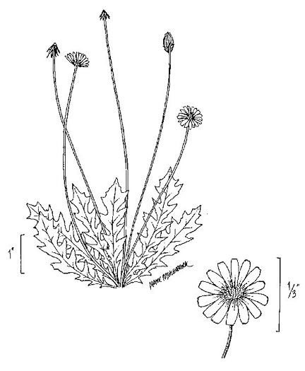 image of Krigia virginica, Virginia Dwarf-dandelion