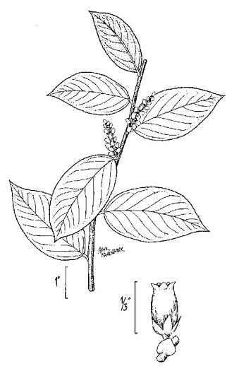 image of Leucothoe axillaris, Coastal Doghobble