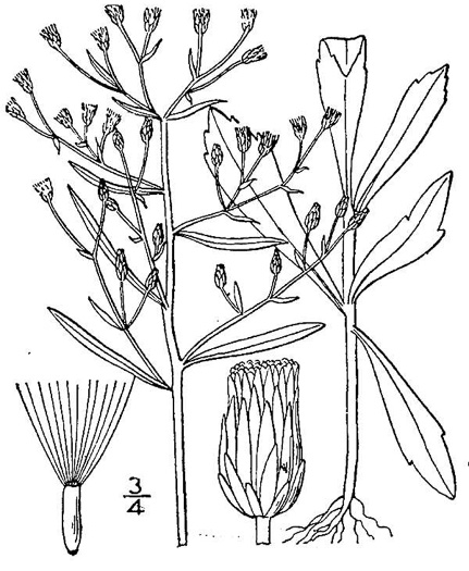 image of Erigeron canadensis, Common Horseweed