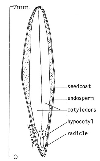 image of Leucaena leucocephala ssp. leucocephala, White Leadtree, Leucaena, Jumbie-bean, Hairy Leadtree