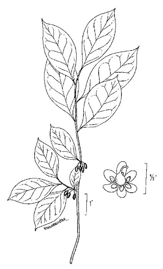 image of Lindera benzoin, Northern Spicebush, Wild Allspice