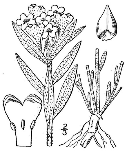 image of Lithospermum canescens, Hoary Puccoon, Indian-paint