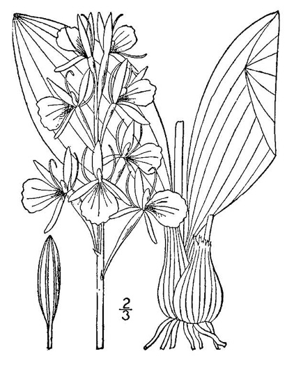 image of Liparis liliifolia, Lily-leaf Twayblade, Large Twayblade, Purple Twayblade, Brown Wide-lip Orchid