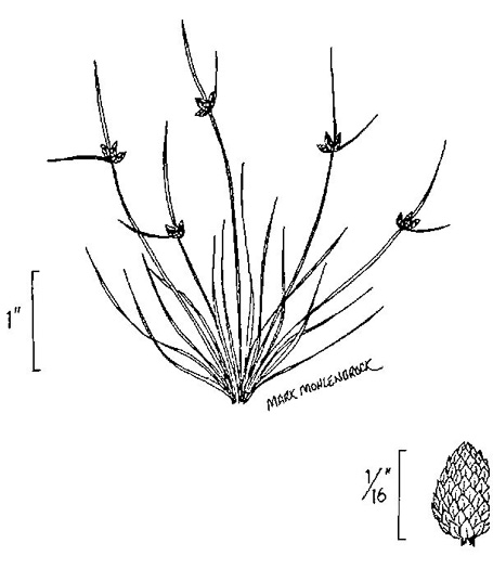 image of Cyperus subsquarrosus, Smallflower Halfchaff