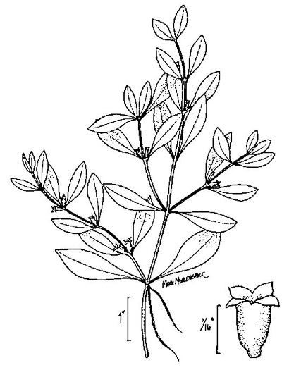 image of Ludwigia palustris, Common Water-purslane, Marsh Purslane, Marsh Seedbox