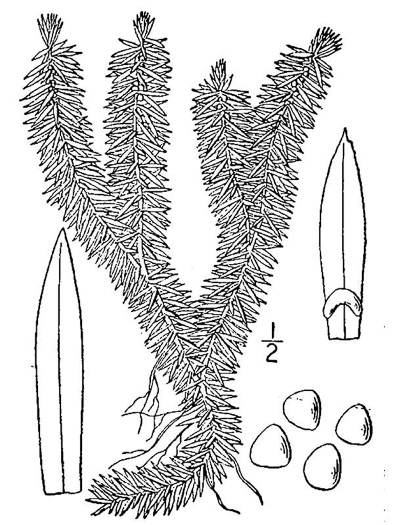 image of Huperzia lucidula, Shining Clubmoss, Shining Firmoss