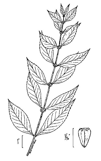 image of Lycopus virginicus, Virginia Bugleweed, Virginia water horehound