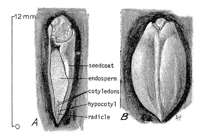 image of Magnolia grandiflora, Southern Magnolia, Bull Bay