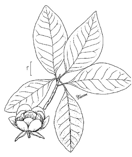 image of Magnolia virginiana +, Sweetbay, Sweetbay Magnolia, Swampbay