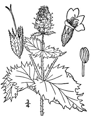 image of Mentha ×piperita var. piperita, Peppermint