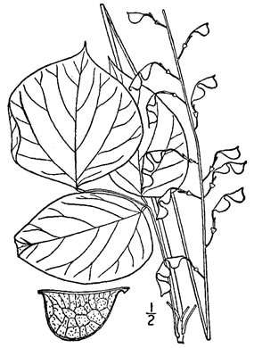 Hylodesmum glutinosum, Heartleaf Tick-trefoil, Clusterleaf Tick-trefoil, Pointedleaf Tick-Trefoil