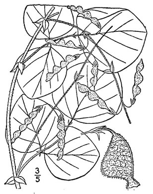 Desmodium rotundifolium, Roundleaf Tick-trefoil, Dollarleaf, Prostrate Tick-trefoil, Sessileleaf Tick-trefoil