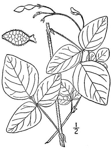 Desmodium ochroleucum, White Tick-trefoil, Creamflower Tick-trefoil, Cream Tick-trefoil