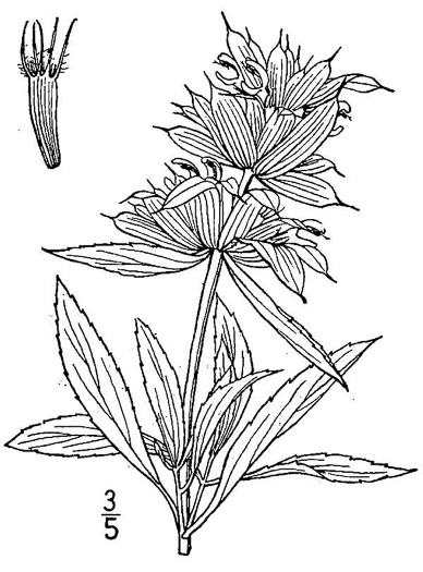 image of Monarda citriodora var. citriodora, Lemon Bergamot, Lemon Mint