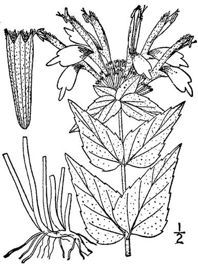 image of Monarda fistulosa +, Wild Bergamot