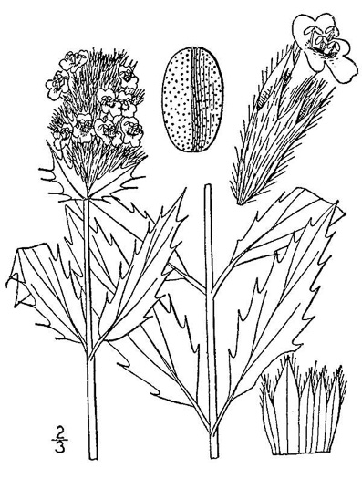 drawing of Dracocephalum parviflorum, American Dragonhead