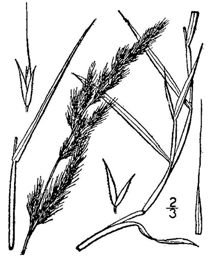 image of Muhlenbergia sylvatica, Woodland Muhly