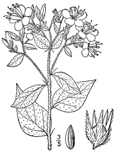 image of Hydrolea ovata, Ovate False Fiddleleaf, Blue Waterleaf, Hairy Hydrolea, Ovate Fiddleleaf