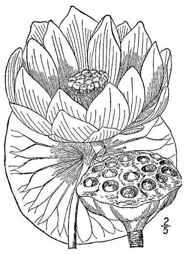 image of Nelumbo lutea, Yonkapin, American Lotus-lily, Yellow Nelumbo, Pond-nuts