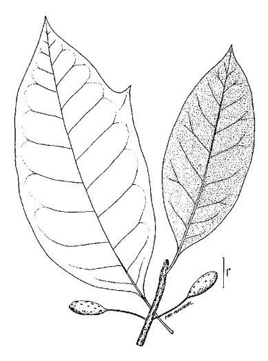 image of Nyssa aquatica, Water Tupelo, Cotton Gum, Tupelo Gum