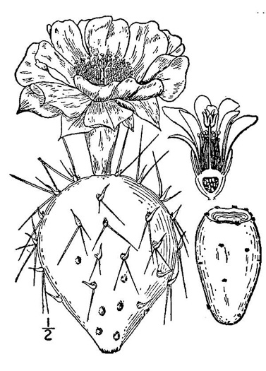 image of Opuntia mesacantha ssp. mesacantha, Eastern Prickly-pear