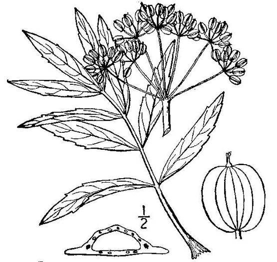 image of Oxypolis rigidior, Cowbane, Pig-potato, Stiff Cowbane