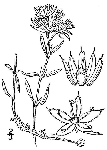 image of Paronychia argyrocoma, Silverling, Silver Whitlow-wort, Silvery Nailwort