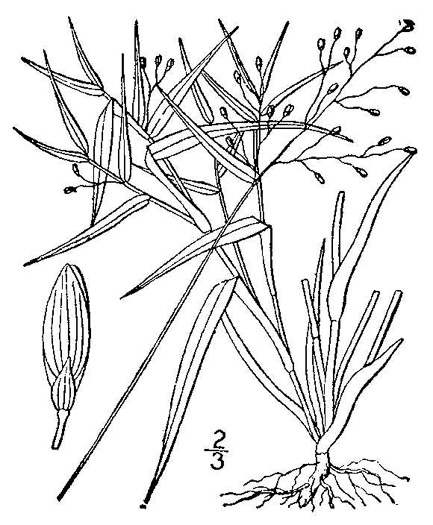 image of Dichanthelium dichotomum var. dichotomum, Forked Witchgrass